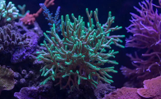 Acropora