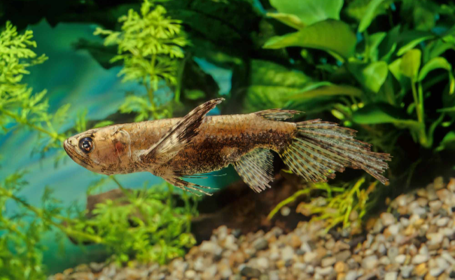 African Butterfly Fish