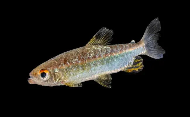 African Red-Eyed Tetra