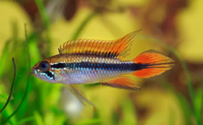 Agassiz's Dwarf Cichlid