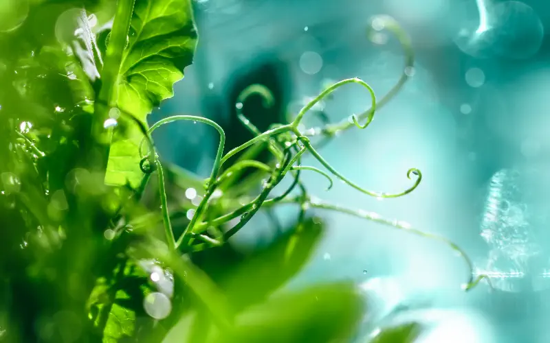Algae Identification & Control