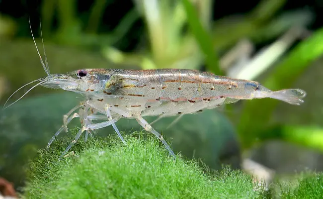 Amano Shrimp