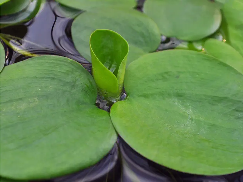 Amazon Frogbit