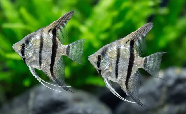 Angelfish
