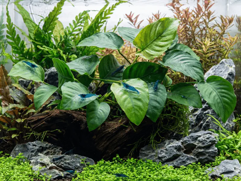 Anubias Barteri