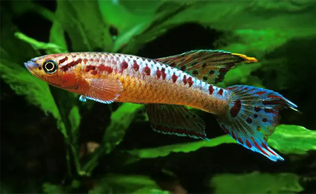 Two-Striped Killifish