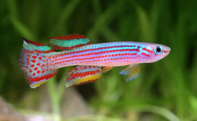 Red-Striped Killifish