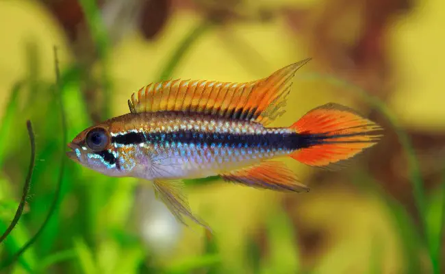 Apistogramma (Dwarf Cichlid)