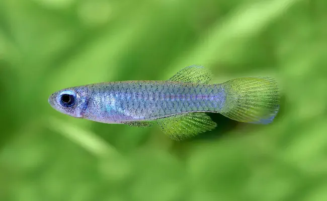 Norman's Lampeye
