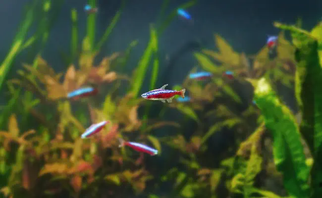 Top Freshwater Fish for Aquascapes