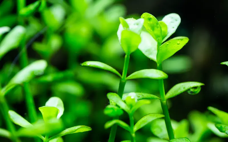 Aquatic Plant Care Guide