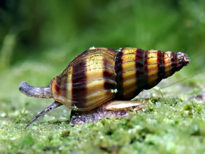 Assassin Snail