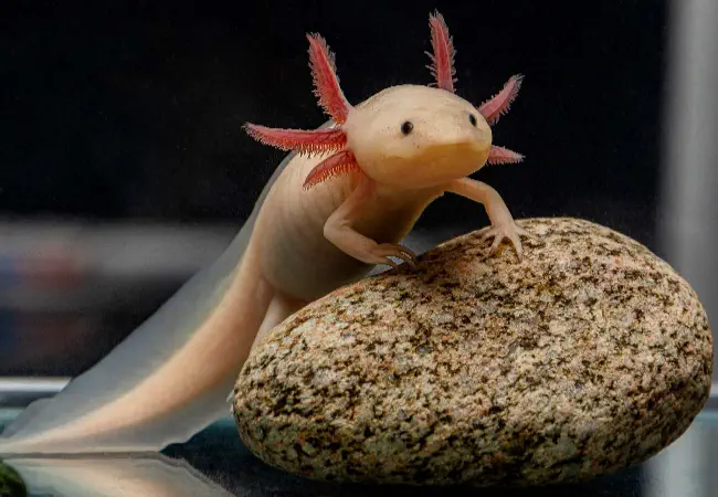 Golden albino axolotl, yellow-gold with pink-red eyes