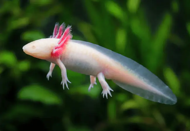 Leucistic axolotl, pale pink-white with dark eyes