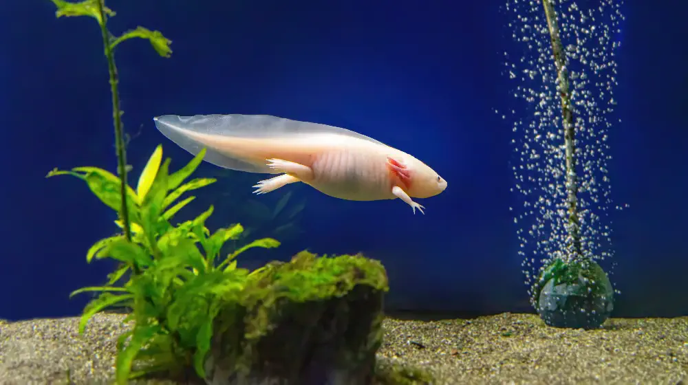 Bare-bottom cold-water axolotl tank setup