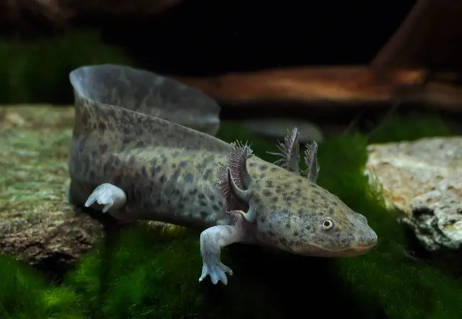 Wild type axolotl, olive-brown with dark mottling