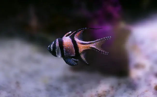 Banggai Cardinalfish