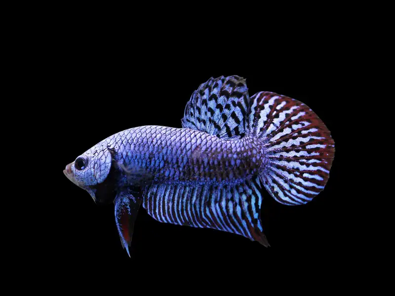 Alien Betta