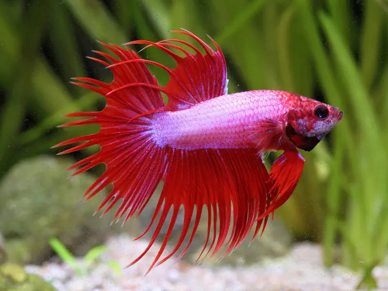 Crowntail Betta
