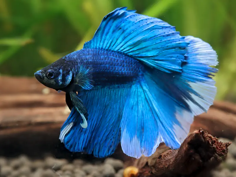 Doubletail Betta
