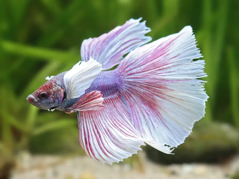 Elephant Ear Betta