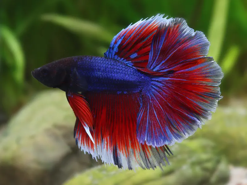 Halfmoon Betta