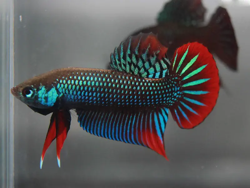 Wild Type Betta Imbellis