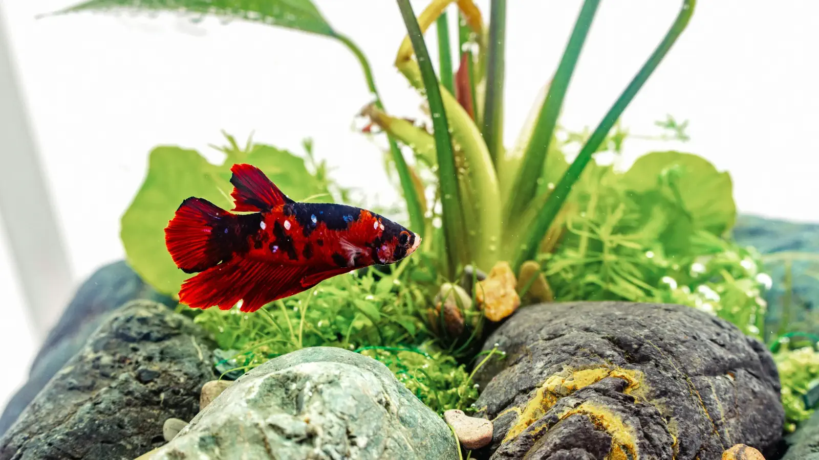 Betta splendens in its natural rice paddy habitat