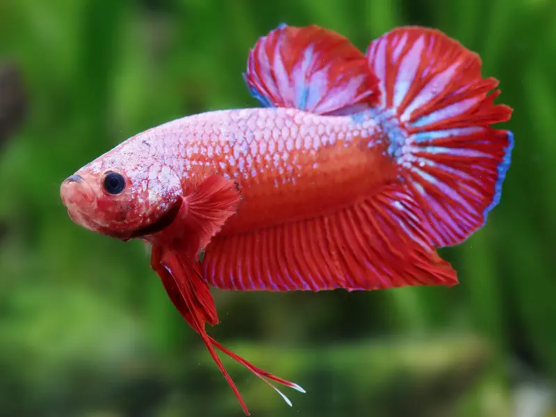Plakat Betta