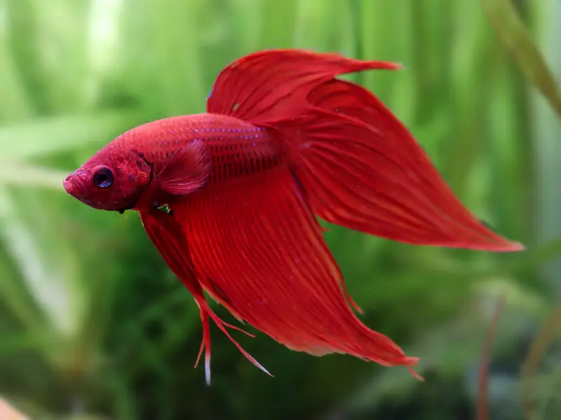 Veiltail Betta