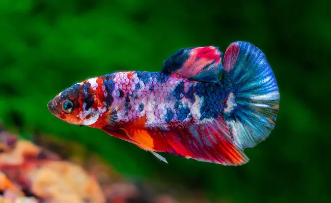 Betta