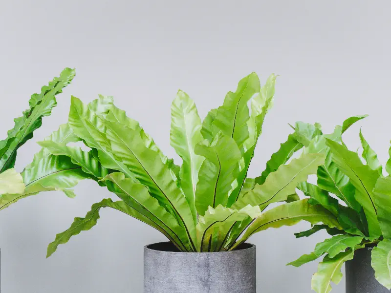 Bird's Nest Fern