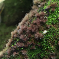 Black Beard Algae