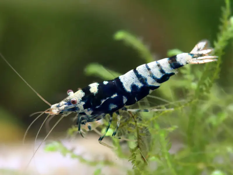 Black Galaxy Tiger Caridina shrimp