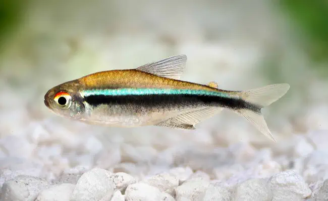 Black Neon Tetra