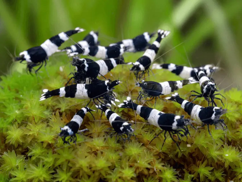 Black Panda Caridina shrimp