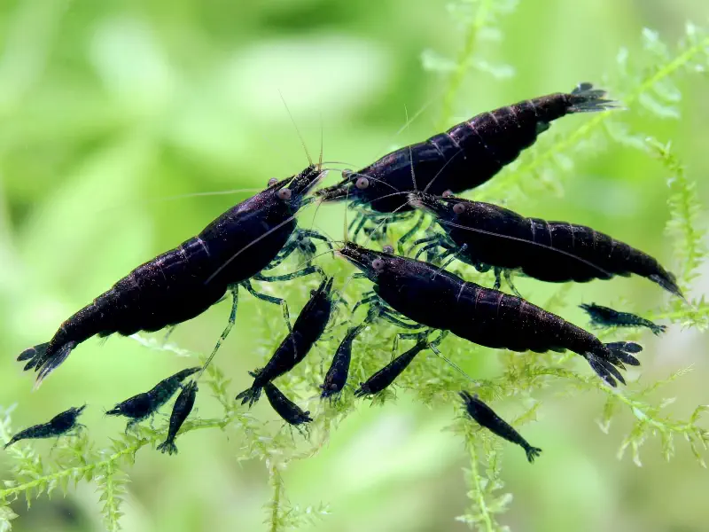 Black Sakura Neocaridina shrimp