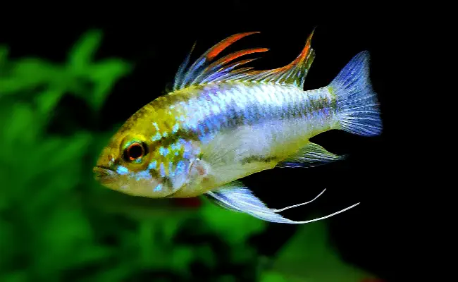 Blue Apisto
