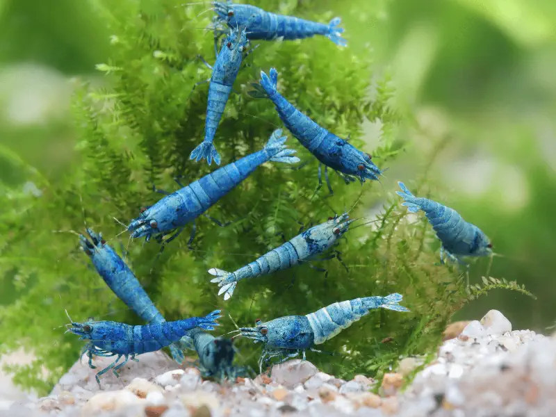 Blue Bolt Caridina shrimp