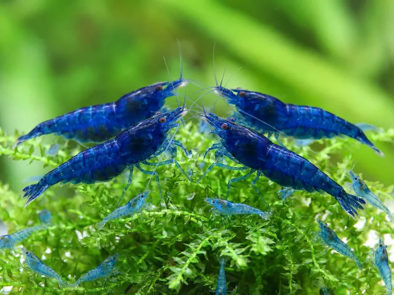 Blue Dream Neocaridina shrimp