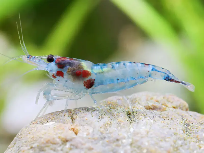 Blue Rili Neocaridina shrimp