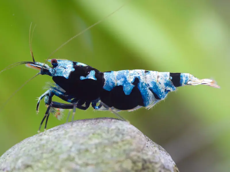 Blue Shadow Mosura Caridina shrimp