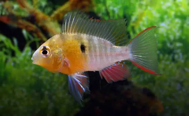 Bolivian Ram