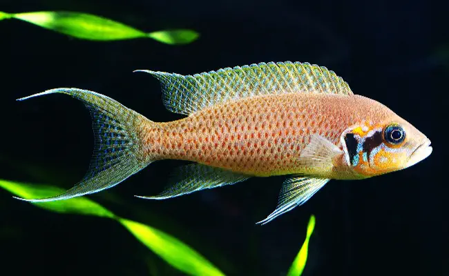 Brichardi / Fairy Cichlid