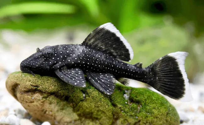 Bristlenose Pleco