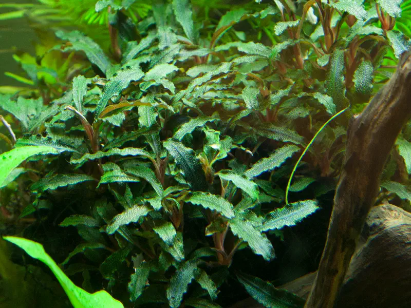 Bucephalandra (Buce)