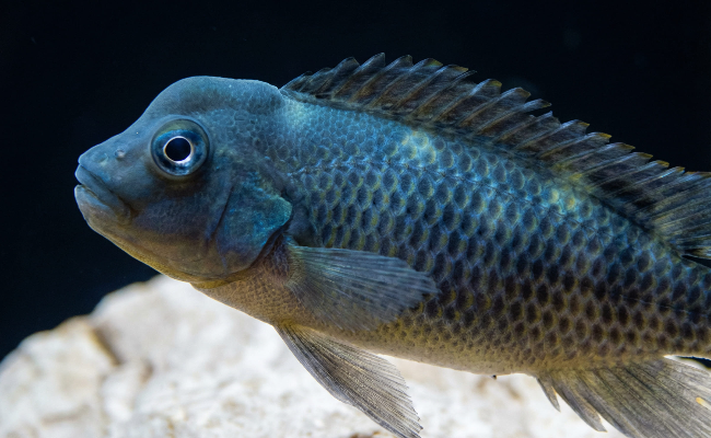 Buffalohead Cichlid