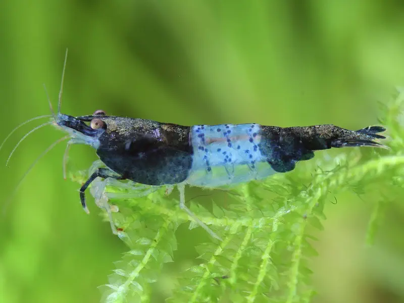 Carbon Rili Neocaridina shrimp