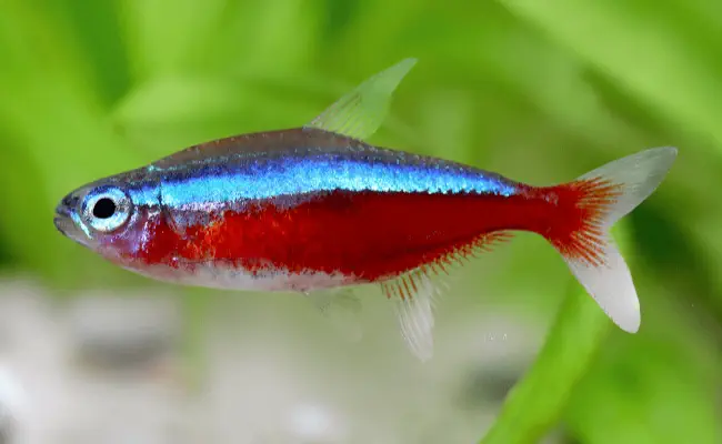 Cardinal Tetra
