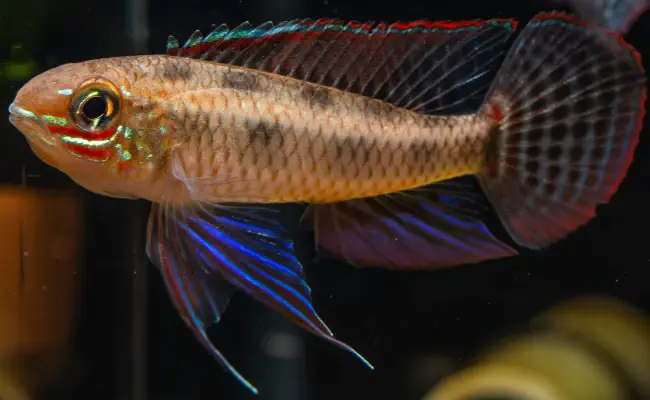 Checkerboard Cichlid